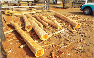 PMA apreende madeiras armazenadas ilegalmente em fazenda