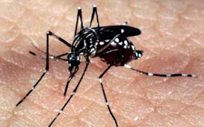 Possibilidade de epidemias de Zika e Chikungunya deixa especialistas em alerta