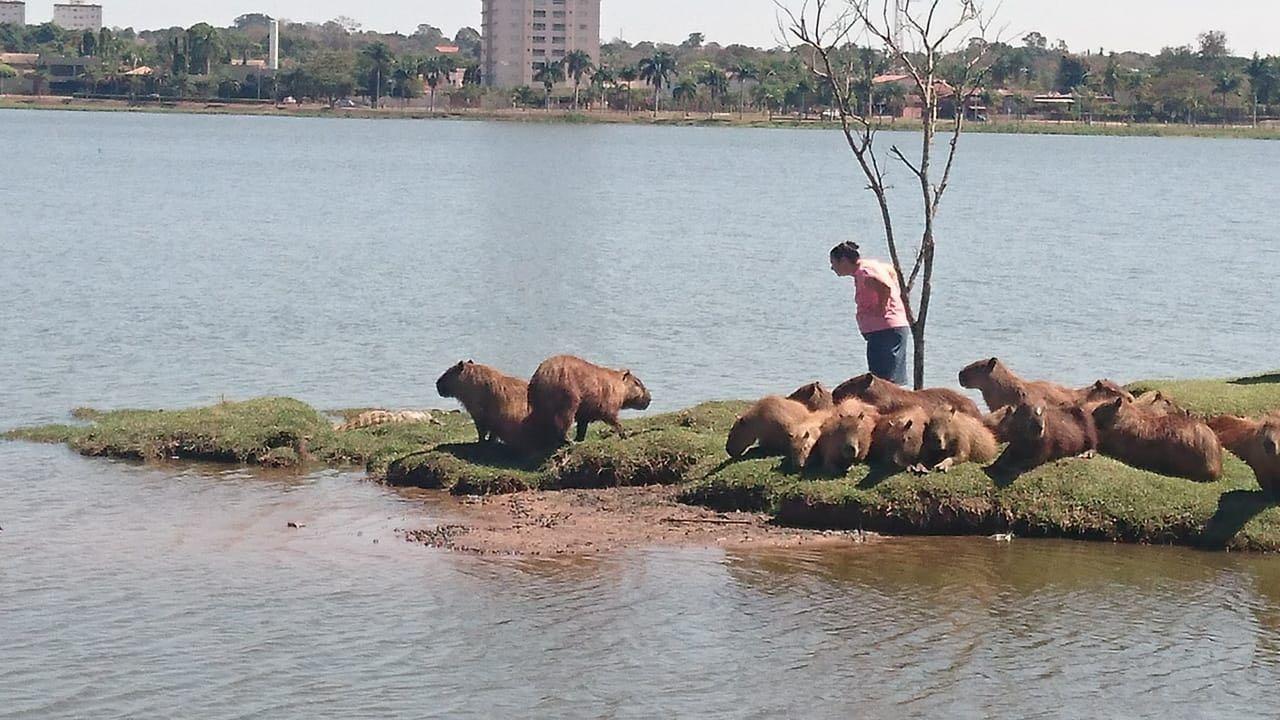 População continua se aproximando de animais na Lagoa Maior mesmo com proibições