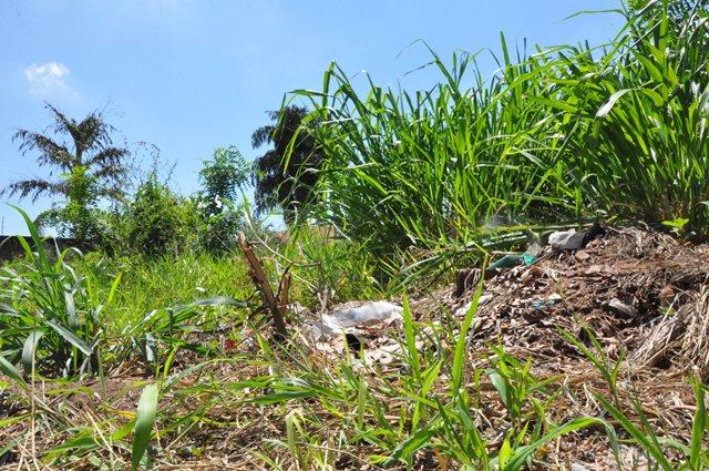 Todos os donos de terrenos baldios de Três Lagoas serão notificados a partir de hoje
