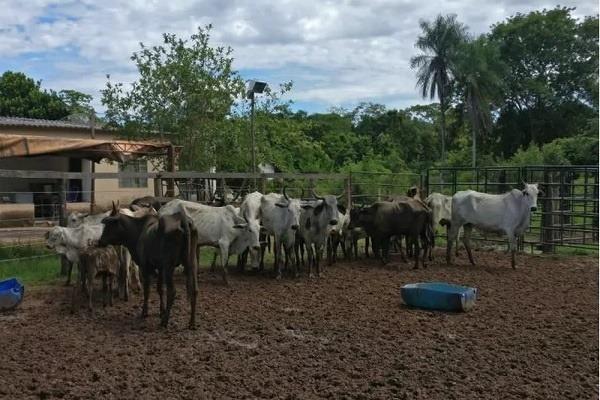 Jovem furta gado de vizinho no valor de R$ 18 mil para pagar tratamento de pai com dengue em MS