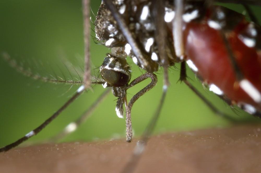 Ilha Solteira registra o primeiro caso de febre chikungunya neste ano Ilha Solteira registra o primeiro caso de febre chikungunya neste ano