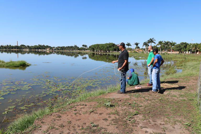 Meio Ambiente se programa para retirada dos jacarés da Lagoa Maior Meio Ambiente se programa para retirada dos jacarés da Lagoa Maior