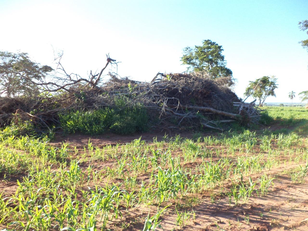 PMA autua infratora em R$ 4,2 mil por derrubada de árvores nativas em 14 hectares para plantio de lavoura PMA autua infratora em R$ 4,2 mil por derrubada de árvores nativas em 14 hectares para plantio de lavoura