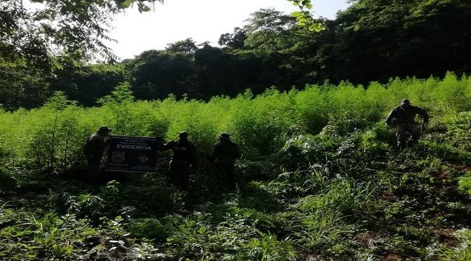 Policiais do Grupamento Aéreo da PM localizam plantação de maconha na fronteira