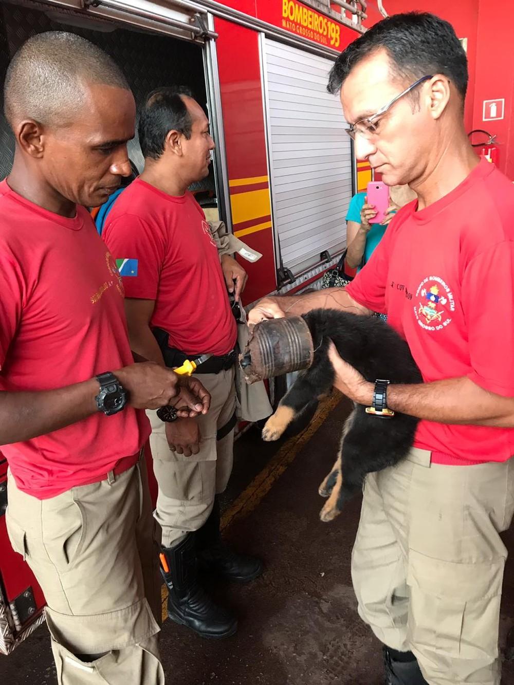 Filhote de cachorro fica com cabeça presa em lata de alumínio, em MS, e é socorrido pelo Corpo de Bombeiros