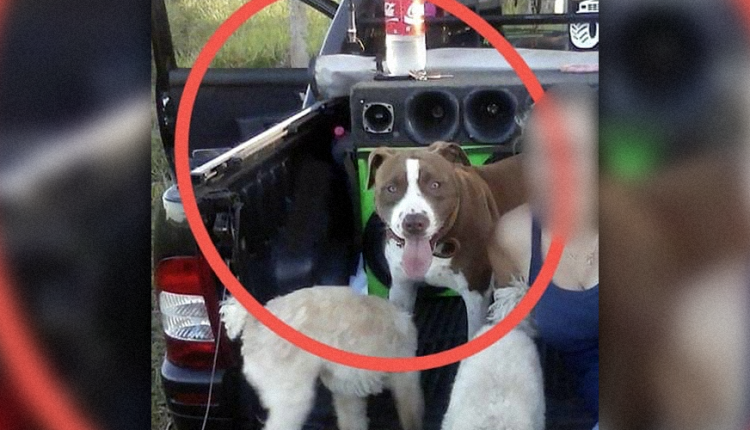 Bebê de 8 meses é atacada por pit bull da família e morre no hospital em Antônio João