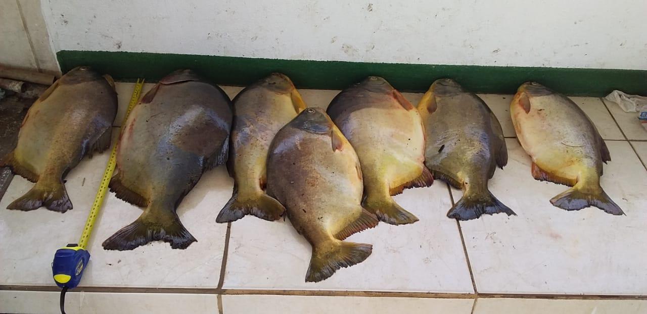 PMA prende pescador profissional que fugiu de bloqueio com pescado capturado em piracema