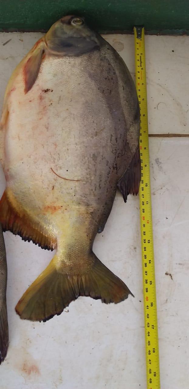 PMA prende pescador profissional que fugiu de bloqueio com pescado capturado em piracema