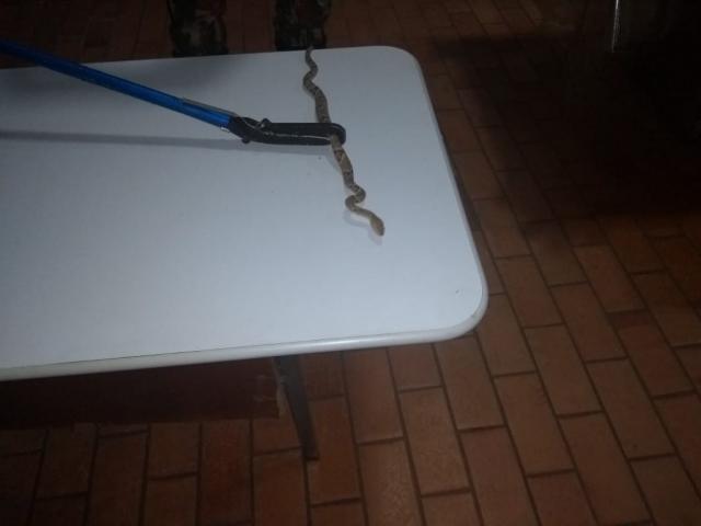 Cheia de rio provoca invasão de cobras em cidade de Mato Grosso do Sul