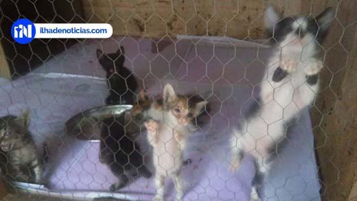 Mais de 20 gatos são abandonados em um só dia em abrigo de animais Mais de 20 gatos são abandonados em um só dia em abrigo de animais