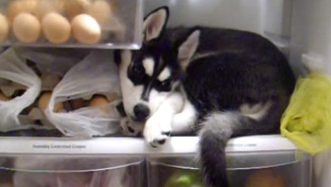 Mulher é presa ao esconder cachorra desaparecida dentro de geladeira para não entregar à dona em MS