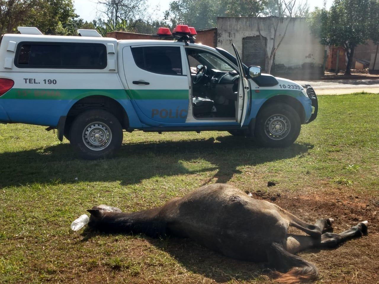 PMA autua 21 pessoas em R$ 485 mil por maus-tratos a animais no ano passado, número 72% inferior a 2017 PMA autua 21 pessoas em R$ 485 mil por maus-tratos a animais no ano passado, número 72% inferior a 2017