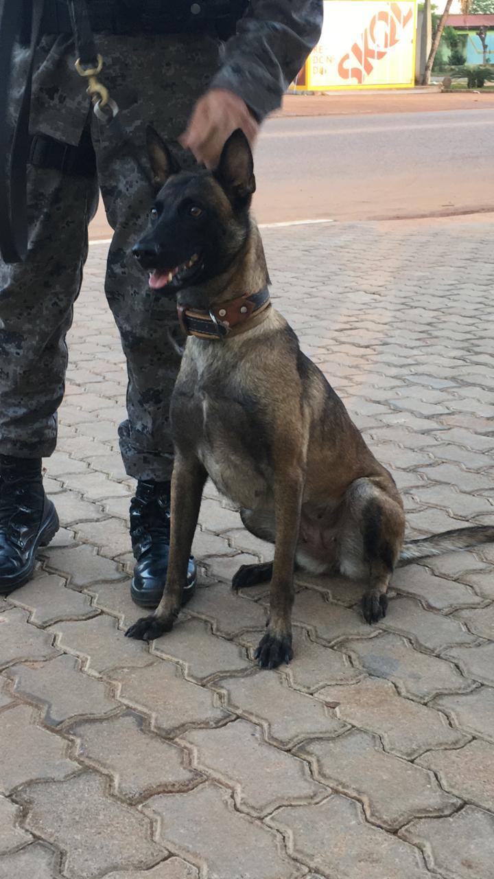 Cadela da PM localiza drogas em operação no Jardim Carandá