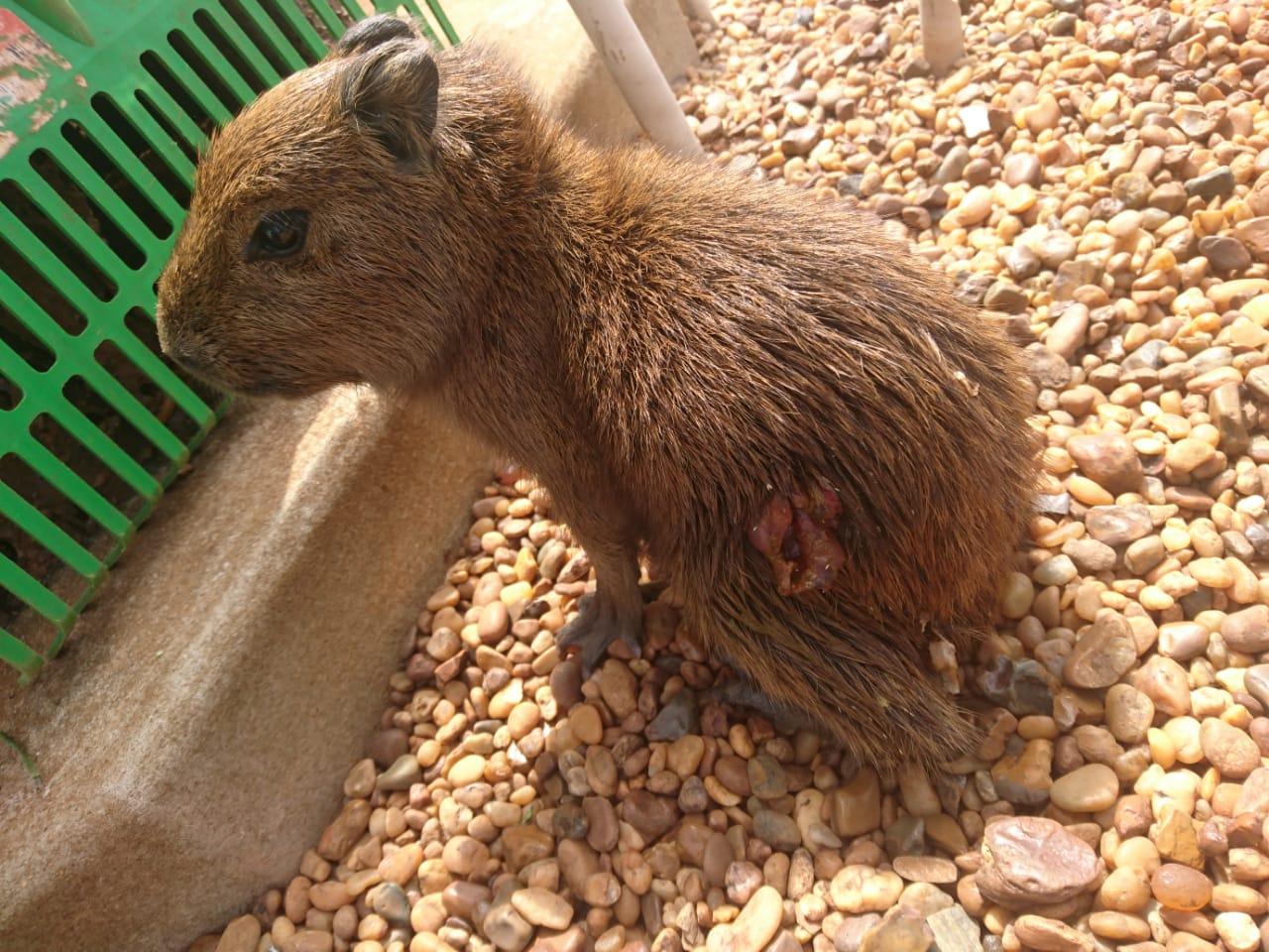 Conscientização da população com animais da Lagoa Maior tem ajudado o trabalho da SEMEA