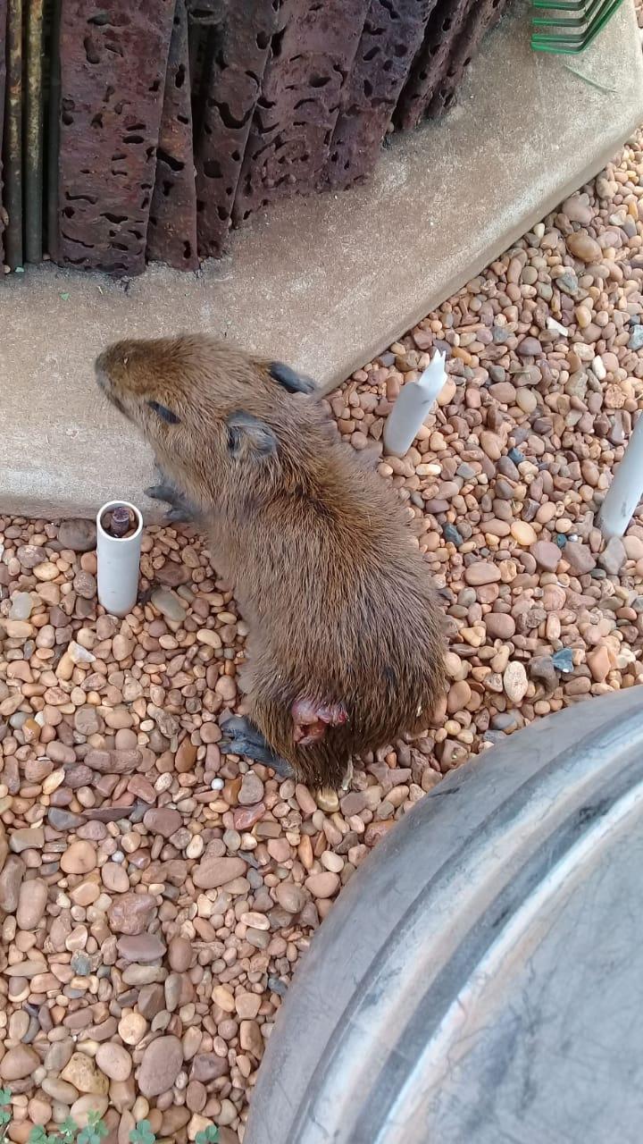 Conscientização da população com animais da Lagoa Maior tem ajudado o trabalho da SEMEA