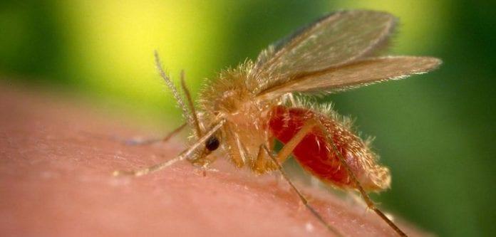 Vigilância Epidemiológica de Três Lagoas investiga suspeita de caso de morte por Leishmaniose