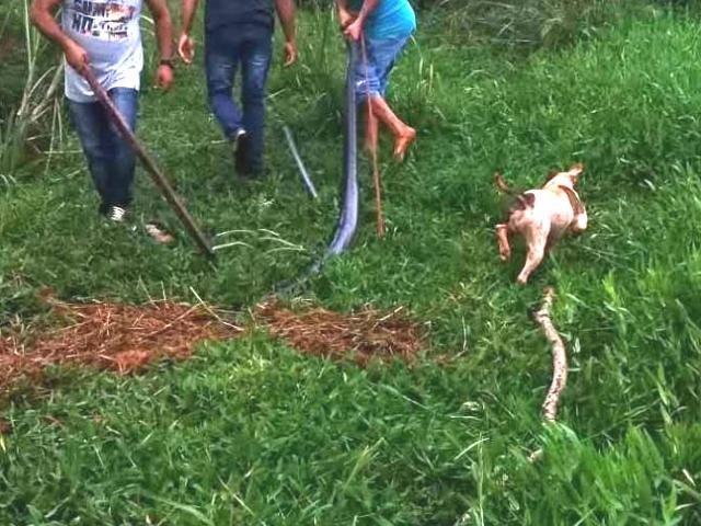 Após postar vídeo matando sucuri, comerciante é multado em R$ 5 mil