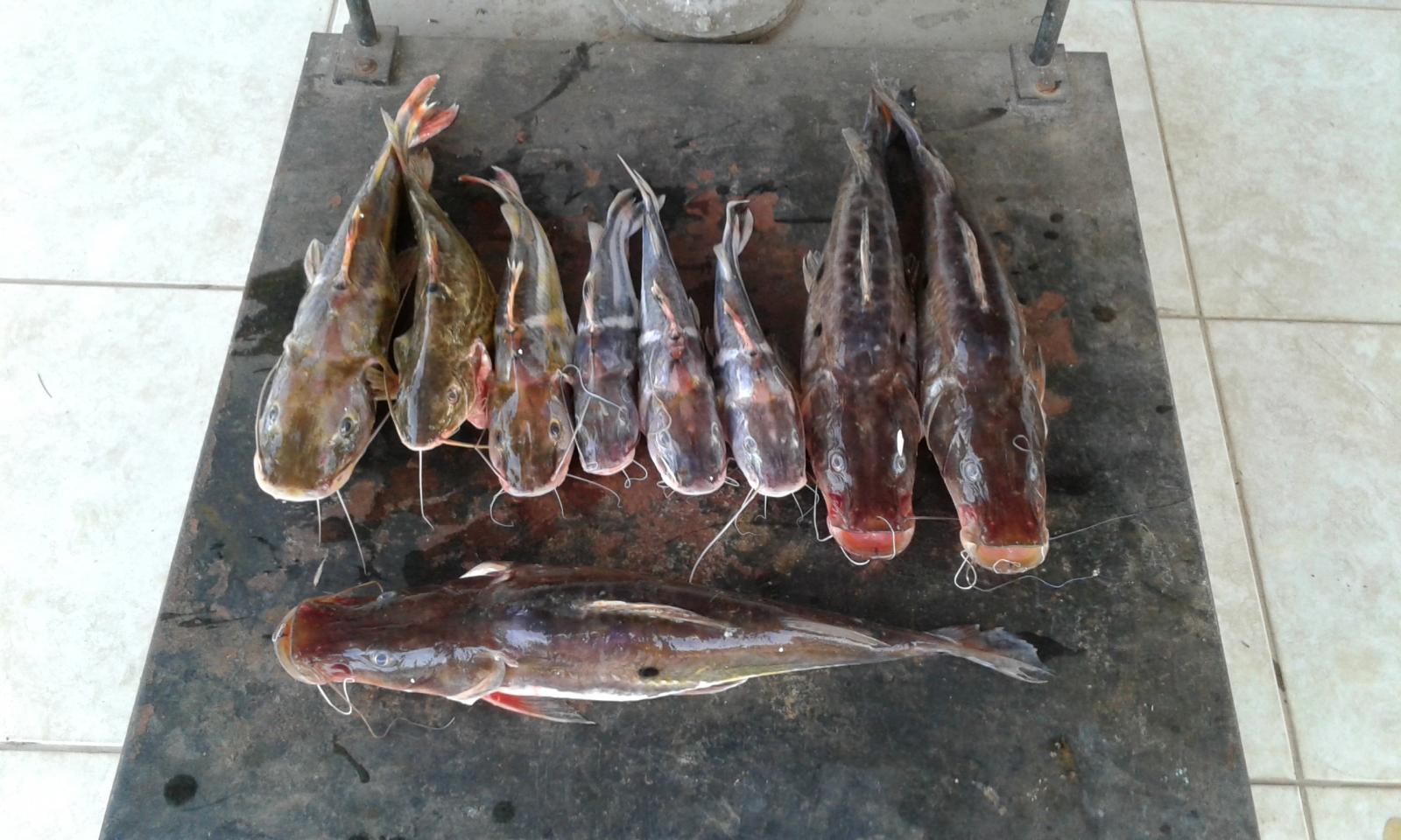 Polícia Militar Ambiental autua dois por pesca ilegal e apreende barco, motor, pescado e petrechos de pesca