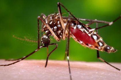 Saúde de Três Lagoas registra 230 novos casos notificados suspeitos de Dengue em uma semana Saúde de Três Lagoas registra 230 novos casos notificados suspeitos de Dengue em uma semana