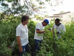Índice de infestação do Aedes aegypti nos quintais e interior das residências continua elevad