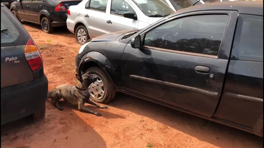Polícia Militar apreende entorpecente durante treinamento do Canil da Força Tática em Três Lagoas Polícia Militar apreende entorpecente durante treinamento do Canil da Força Tática em Três Lagoas