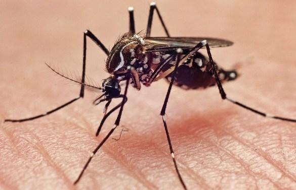 Número de casos notificados suspeitos de Dengue continua crescendo 