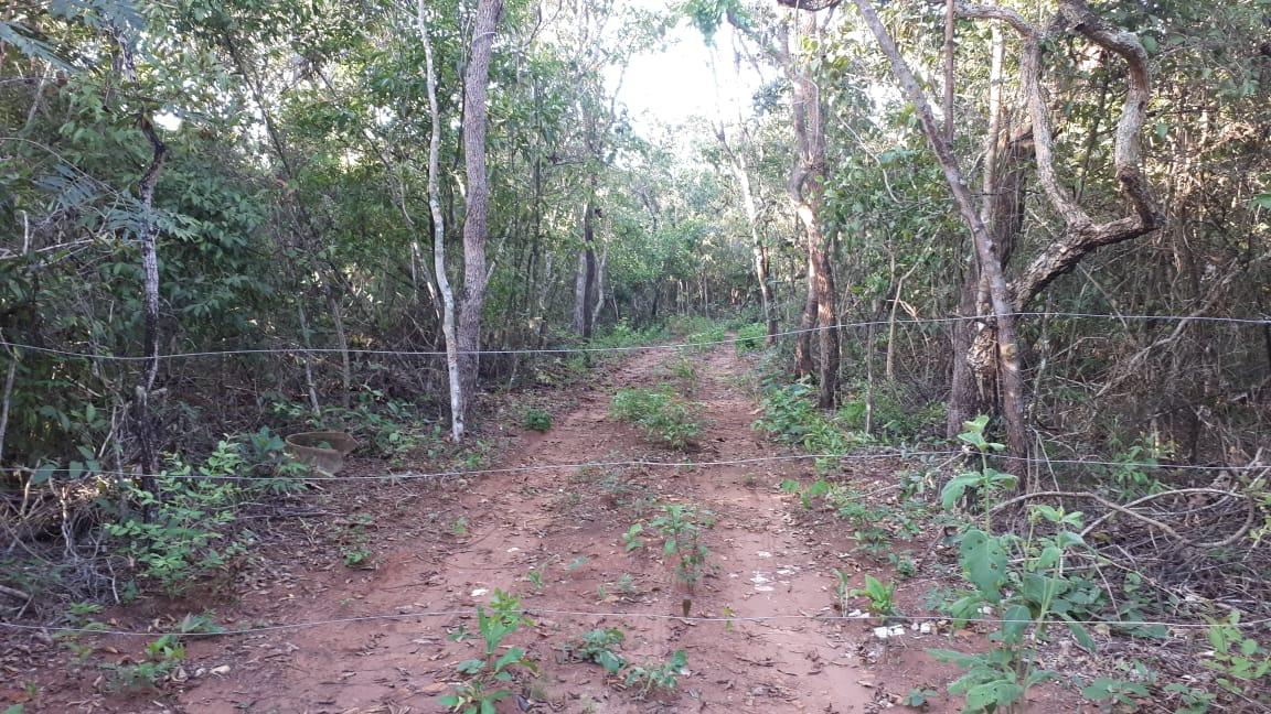 PMA de Três Lagoas autua infrator em R$ 5 mil por desmatamento em área protegida de reserva legal