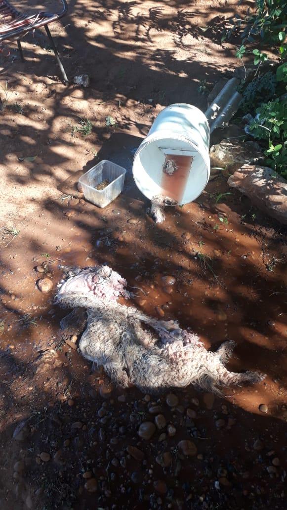 Mulher é presa após matar e tirar órgãos de cadela