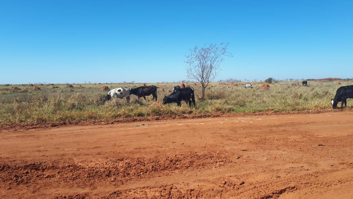 pmade Três Lagoas autua dois assentados em R$ 15 mil por manutenção de gado em área protegida 