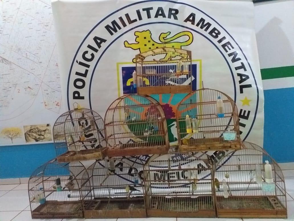 PMA de Três Lagoas autua infrator em R$ 4 mil por manter pássaros ilegalmente em cativeiro