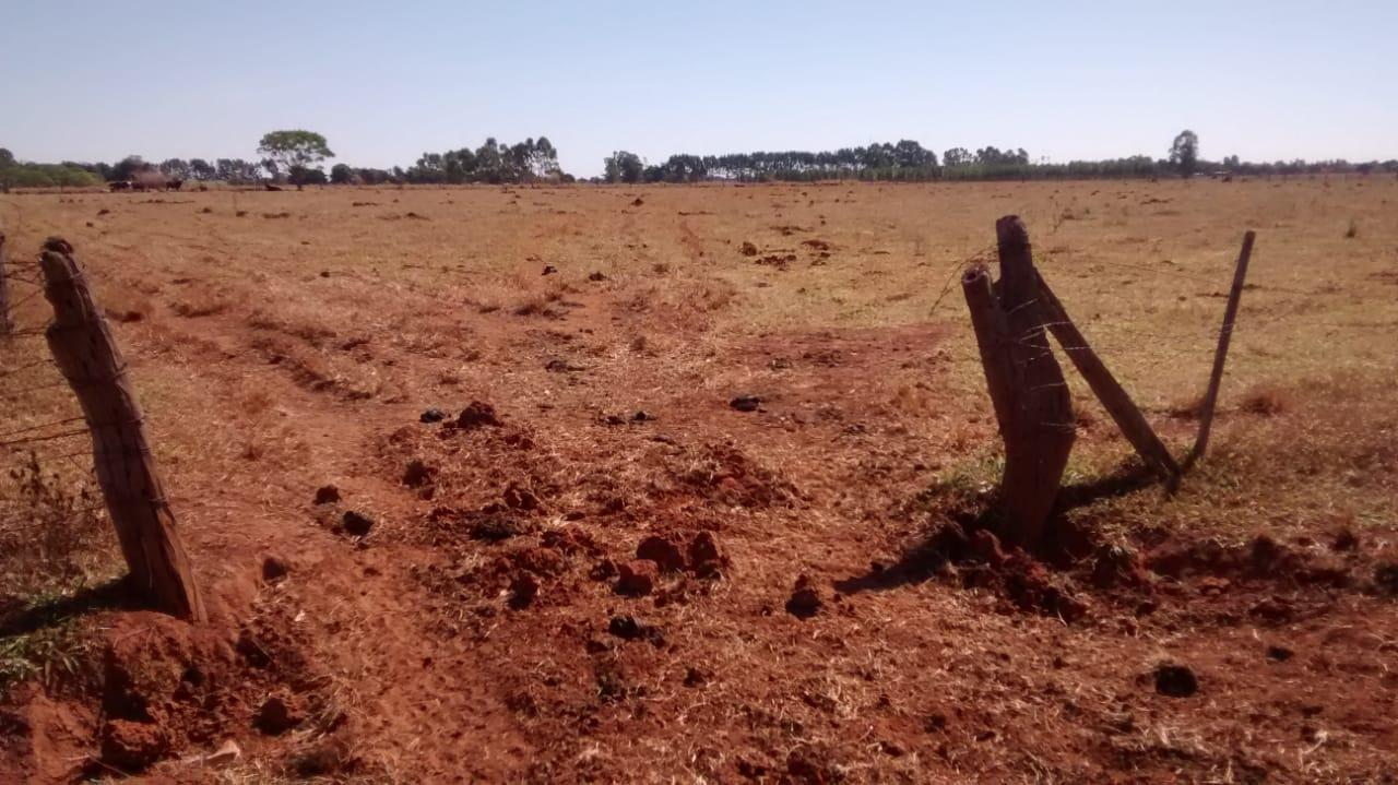 pmade Três Lagoas autua dois assentados em R$ 15 mil por manutenção de gado em área protegida 