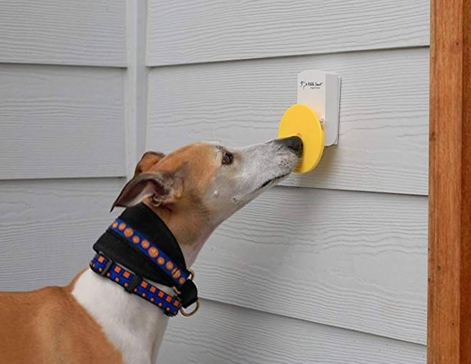 Papo animal: confira 8 produtos curiosos para a diversão dos pets