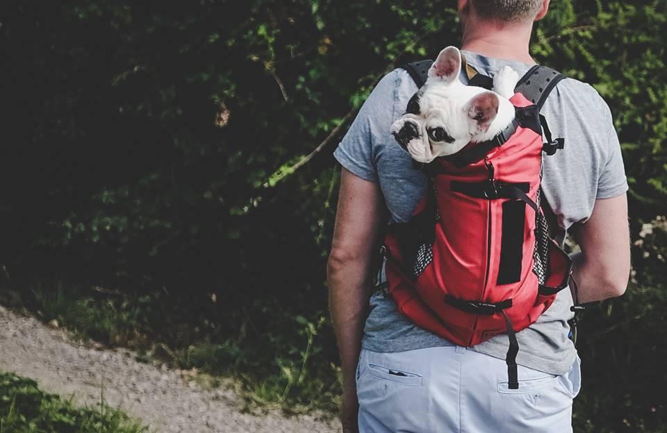 Papo animal: confira 8 produtos curiosos para a diversão dos pets