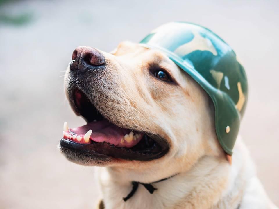 Papo animal: confira 8 produtos curiosos para a diversão dos pets