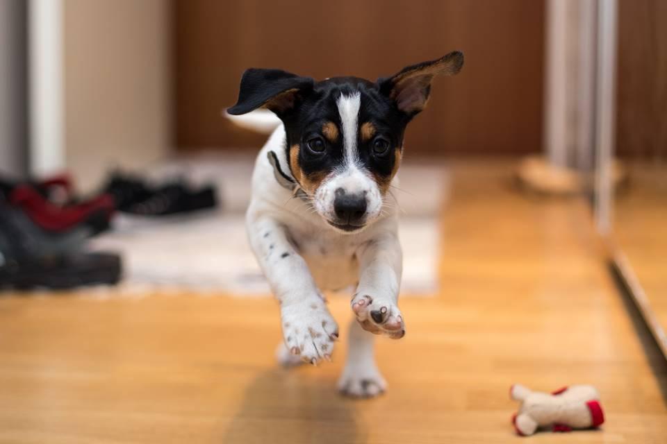 Papo animal: confira 8 produtos curiosos para a diversão dos pets