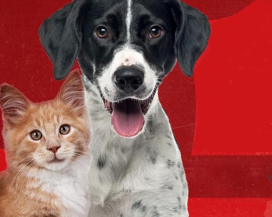 Saúde de Três Lagoas prepara campanha de vacinação de cães e gatos contra a raiva Saúde de Três Lagoas prepara campanha de vacinação de cães e gatos contra a raiva