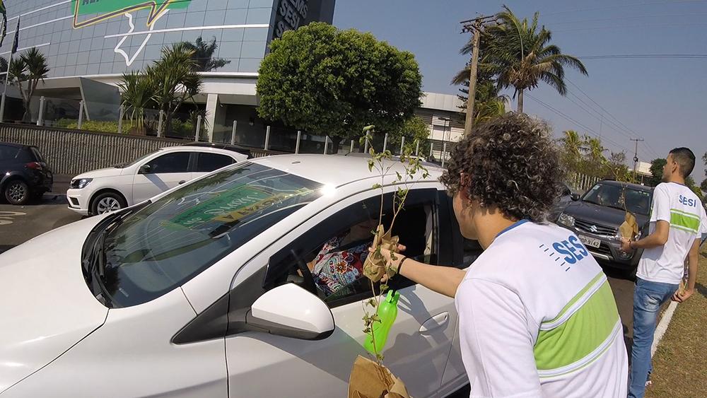 Na Semana da Árvore, Fiems vai distribuir 5,2 mil mudas de ipês na Capital e mais 6 cidades