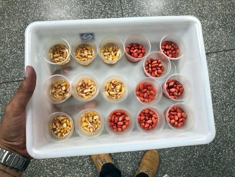 Ministério credencia laboratório de análise de sementes do Instituto Senai de Tecnologia em Alimentos e Bebidas