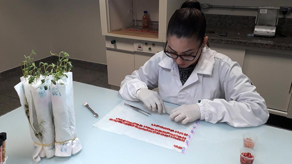Ministério credencia laboratório de análise de sementes do Instituto Senai de Tecnologia em Alimentos e Bebidas