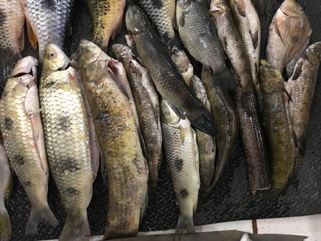 Polícia Militar Ambiental de Três Lagoas autua sete por pesca ilegal no rio Verde no município de Brasilândia