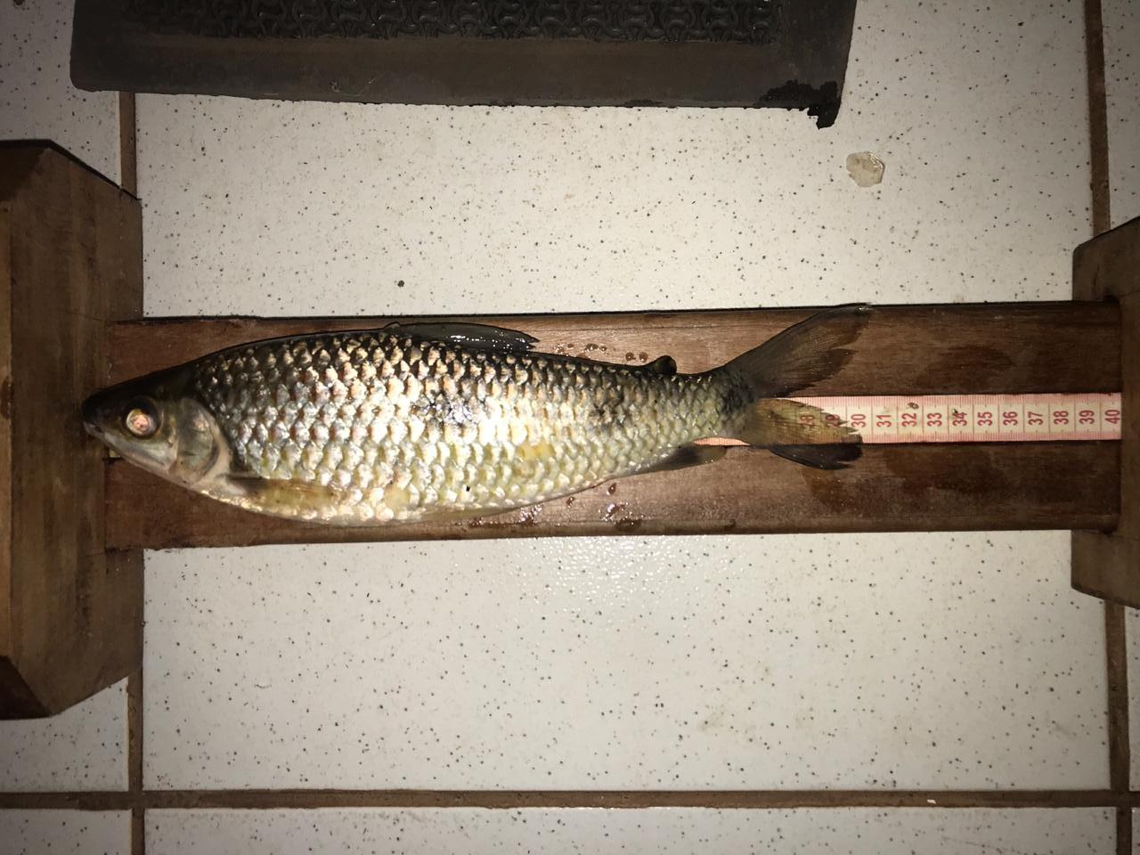 Polícia Militar Ambiental de Três Lagoas autua sete por pesca ilegal no rio Verde no município de Brasilândia