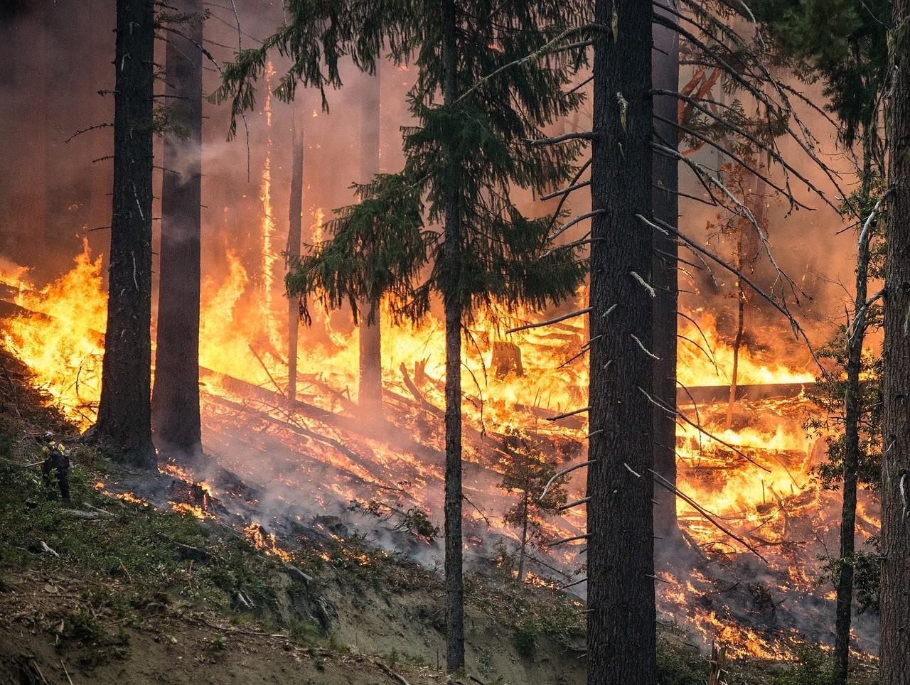 Pesquisadores desenvolvem “vacina” para prevenir incêndios florestais