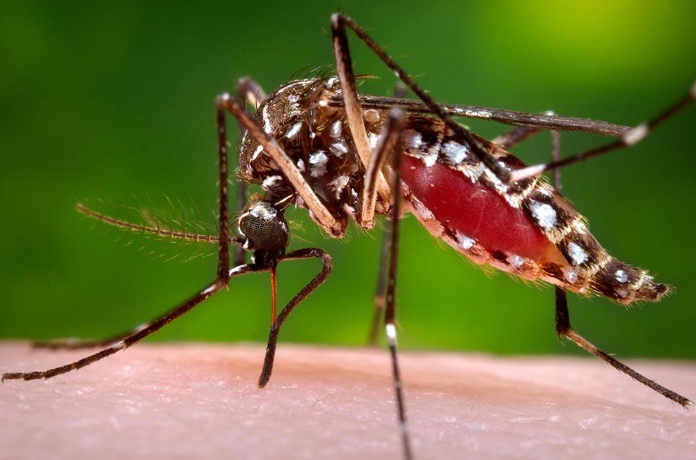 Divulgados os boletins da Vigilância Epidemiológica de Três Lagoas sobre monitoramento semanal da Dengue e da Leishmaniose Divulgados os boletins da Vigilância Epidemiológica de Três Lagoas sobre monitoramento semanal da Dengue e da Leishmaniose