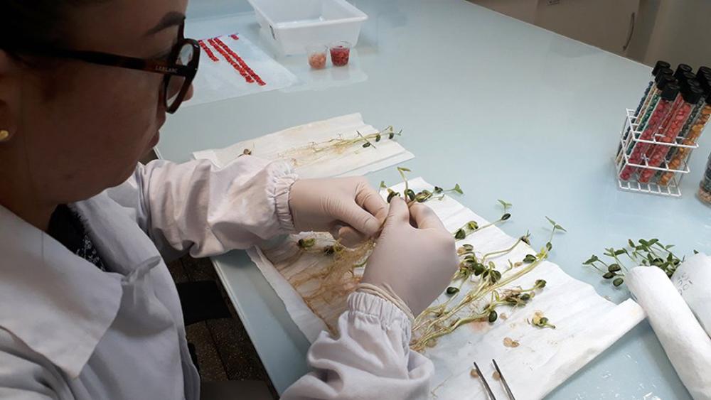 Ministério credencia laboratório de análise de sementes do Instituto Senai de Tecnologia em Alimentos e Bebidas Ministério credencia laboratório de análise de sementes do Instituto Senai de Tecnologia em Alimentos e Bebidas