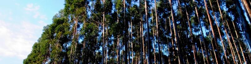 Pesquisadores desenvolvem “vacina” para prevenir incêndios florestais