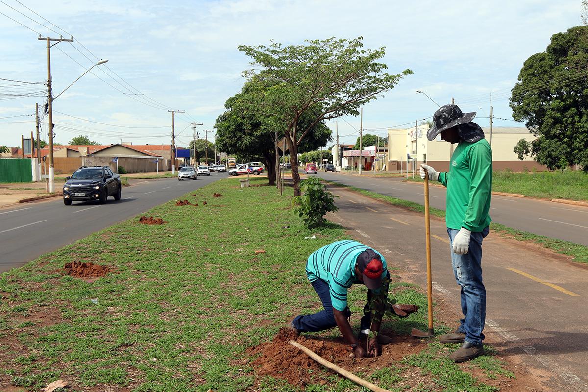 Meio Ambiente realiza replantio de árvores na área central de Três Lagoas