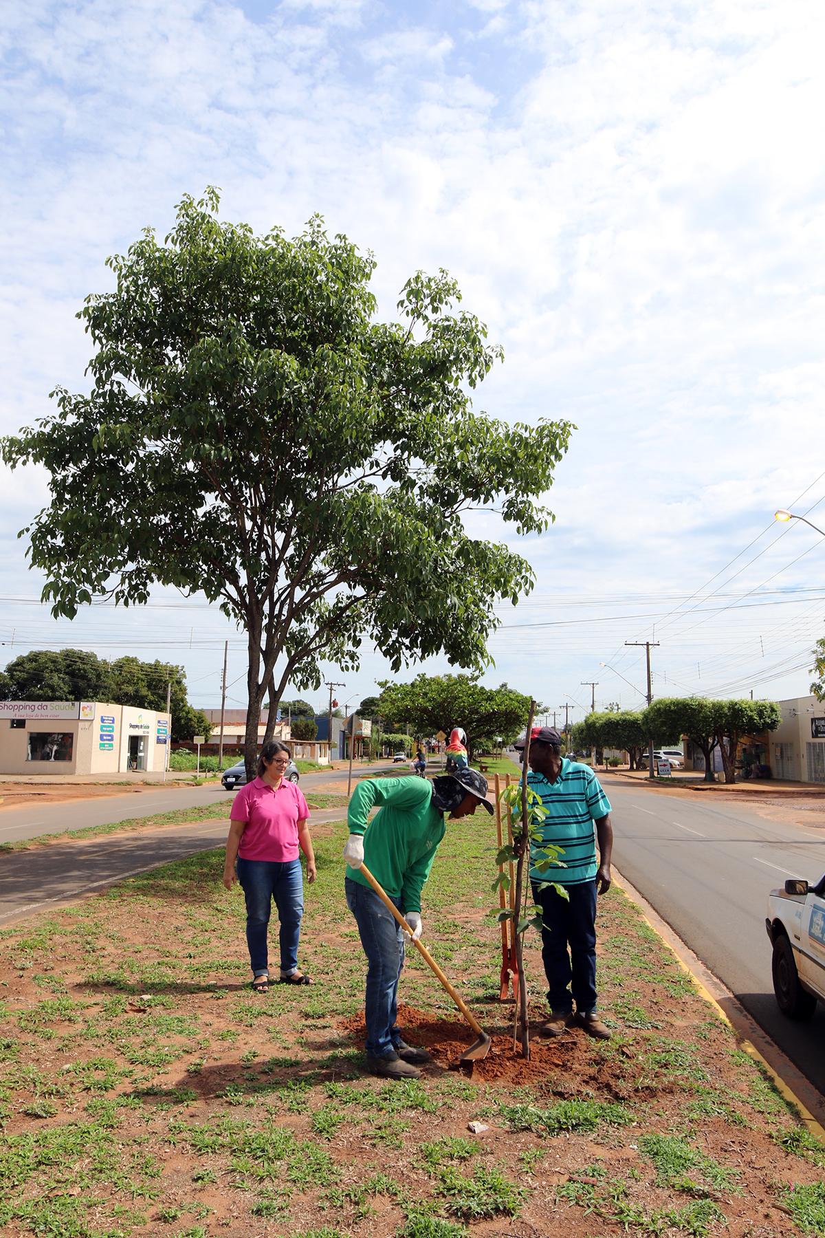 Meio Ambiente realiza replantio de árvores na área central de Três Lagoas