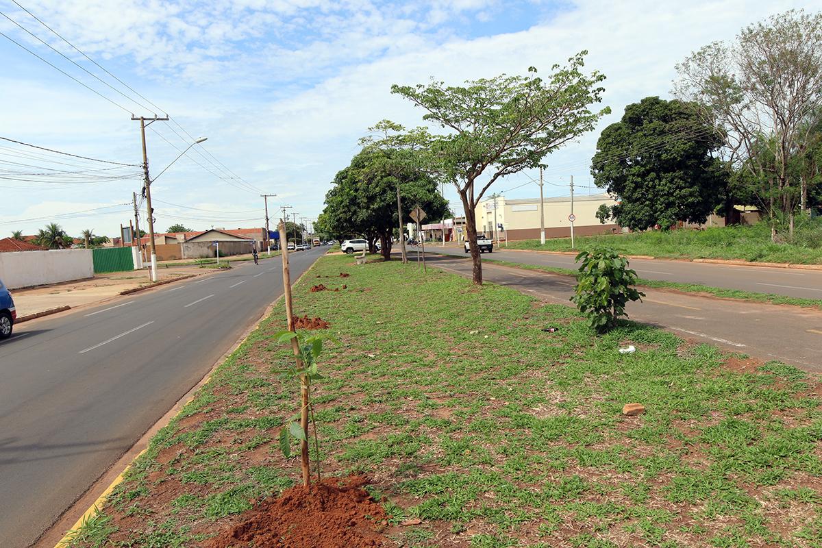 Meio Ambiente realiza replantio de árvores na área central de Três Lagoas