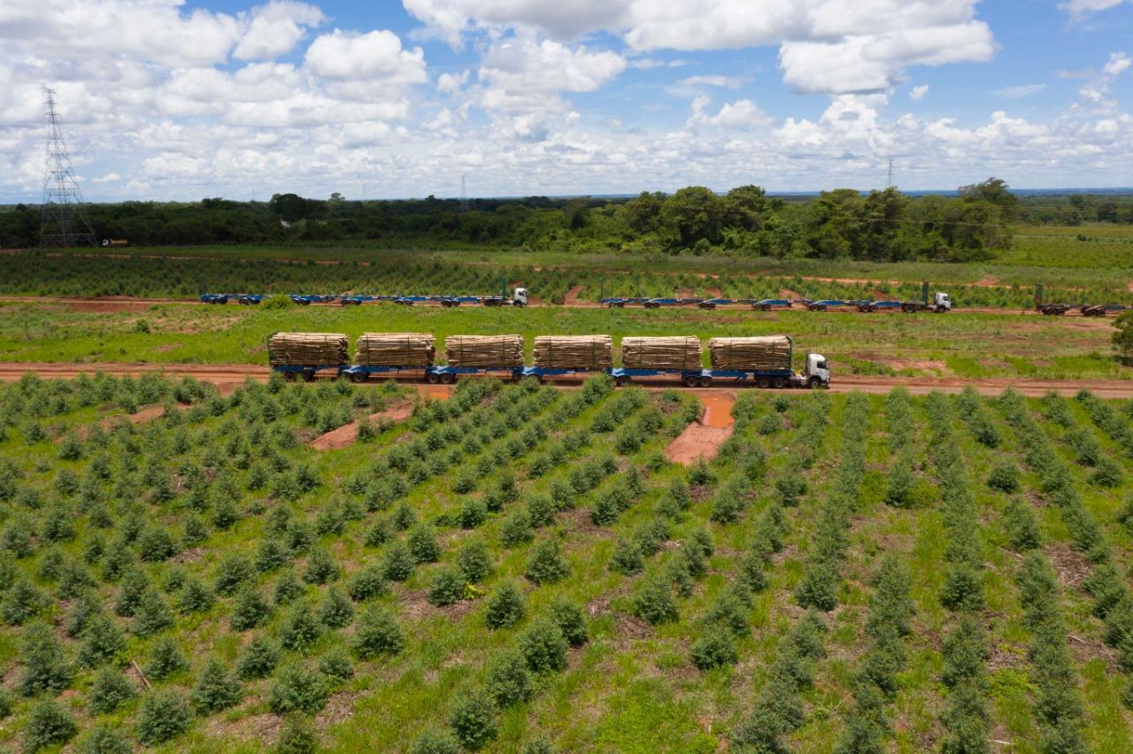 Suzano lança, em Mato Grosso do Sul, estratégia de logística inédita no mundo